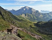 09 Stambecco al Passo di Mezzeno (2144 m) con vista in Arera 